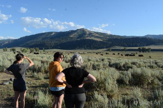 Homo Sapiens watching Bison