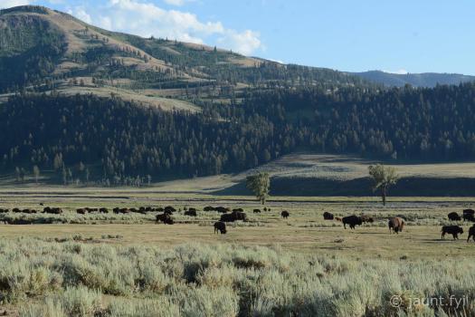 Bison bison athabascae