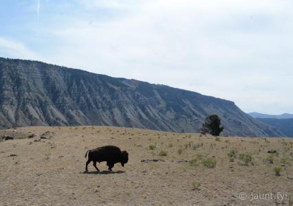 Last Bison for a while