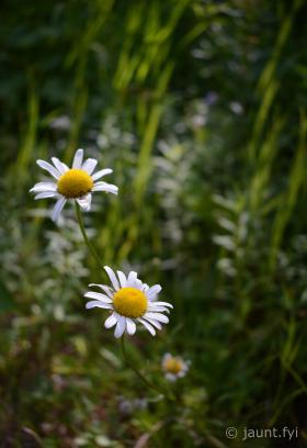 DSC_1815.jpg